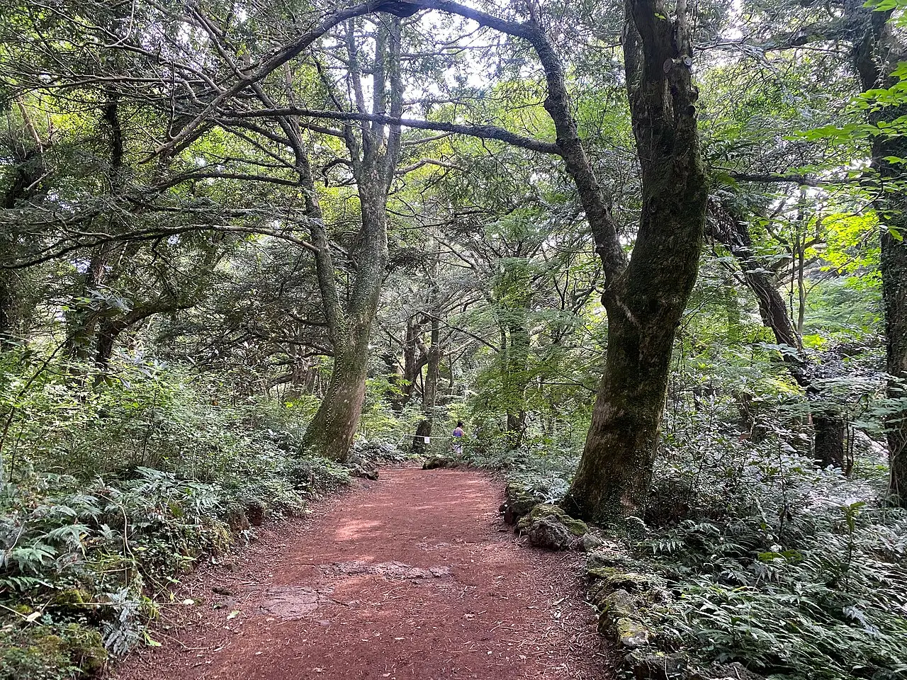 Rừng Bijarim — Jeju
