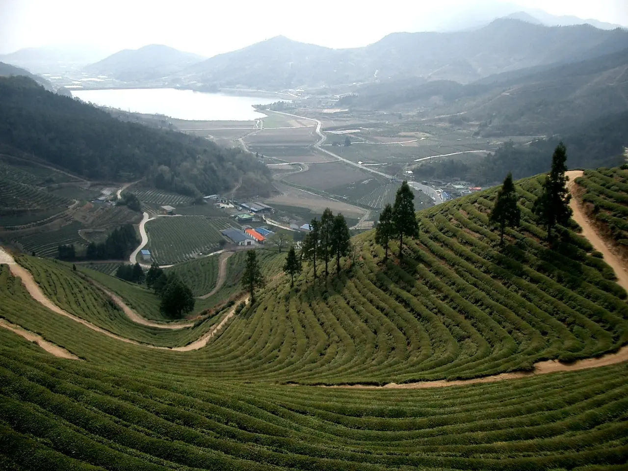Đồi chè Boseong — Jeonnam