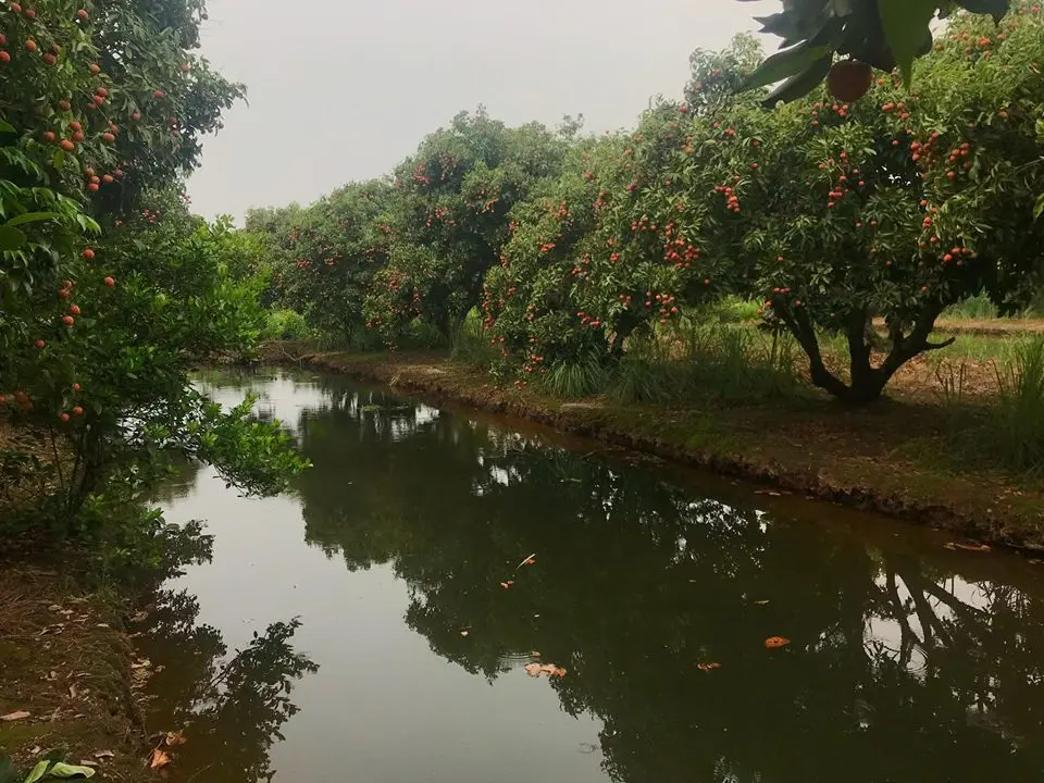 찌랑남 백로섬 — 하이즈엉