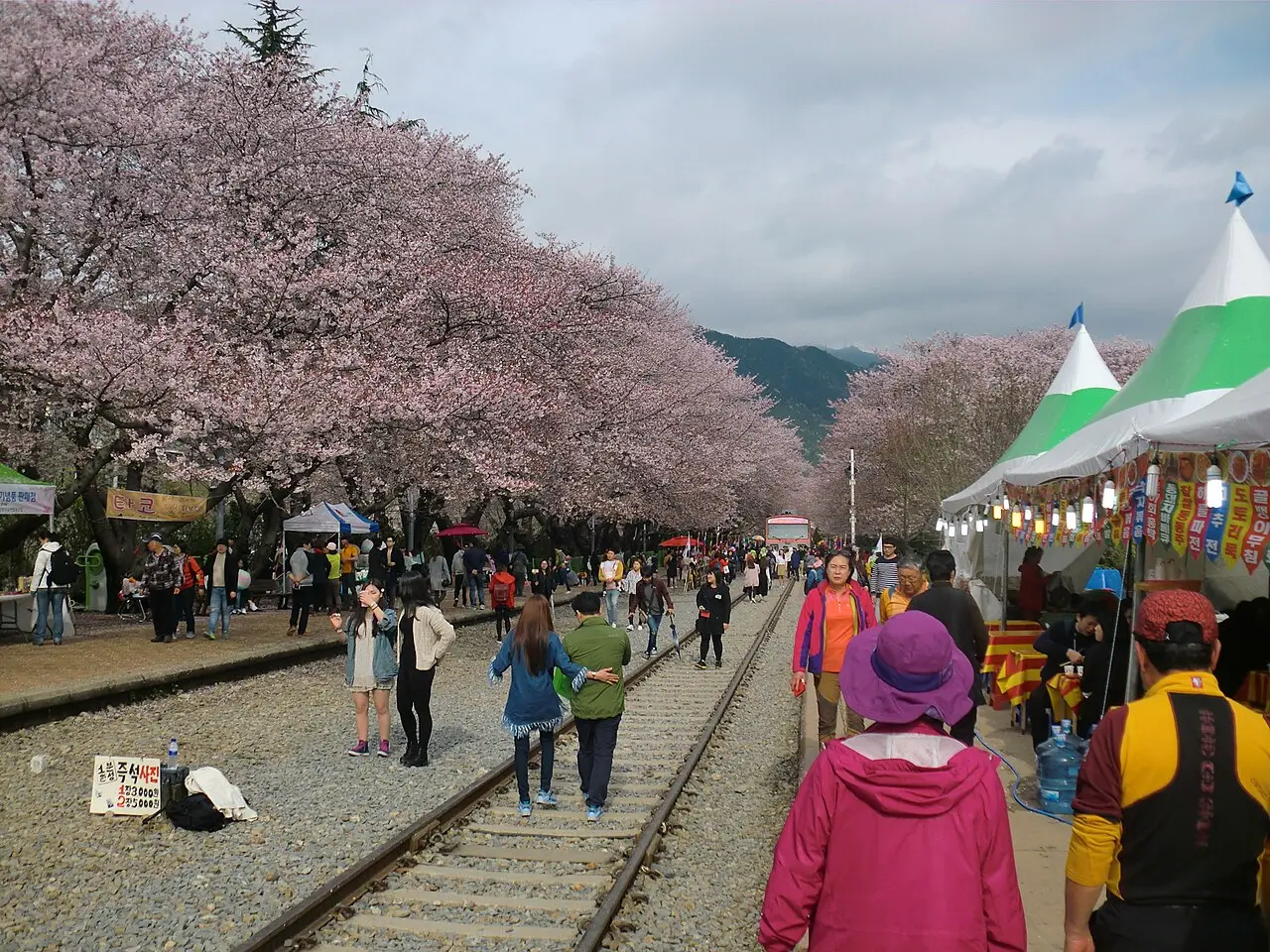 Hoa anh đào Jinhae — Gyeongnam