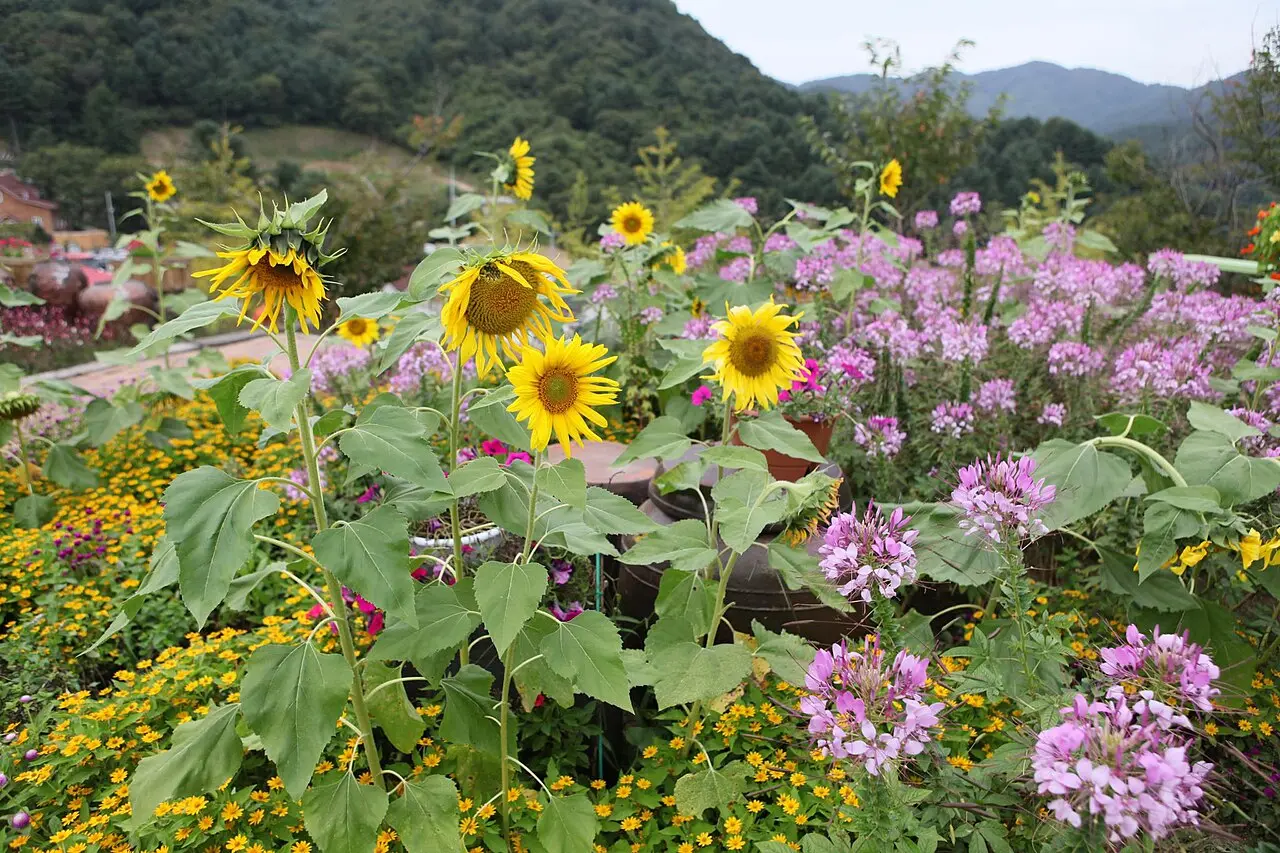 Thung lũng nghệ thuật Pocheon — Gyeonggi