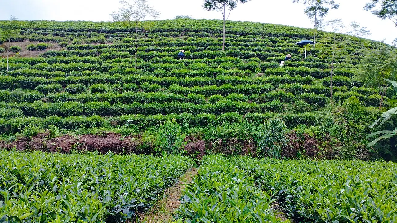 Đồi chè Tân Cương — Thái Nguyên