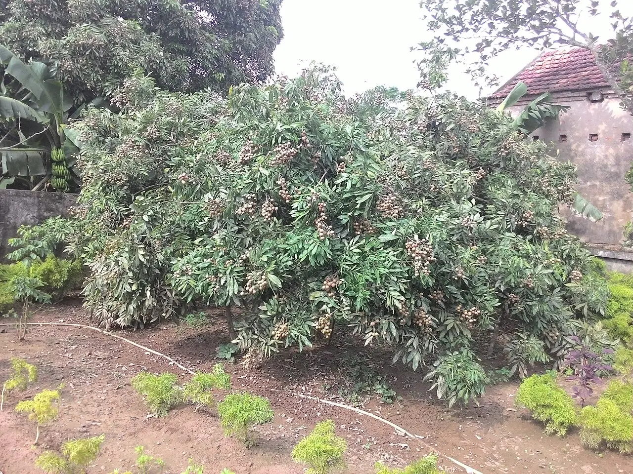 Đền Trần Thái Bình — Thái Bình