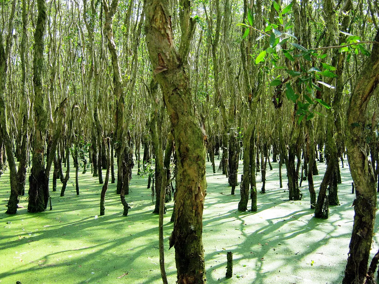 An Giang — Rừng tràm Trà Sư